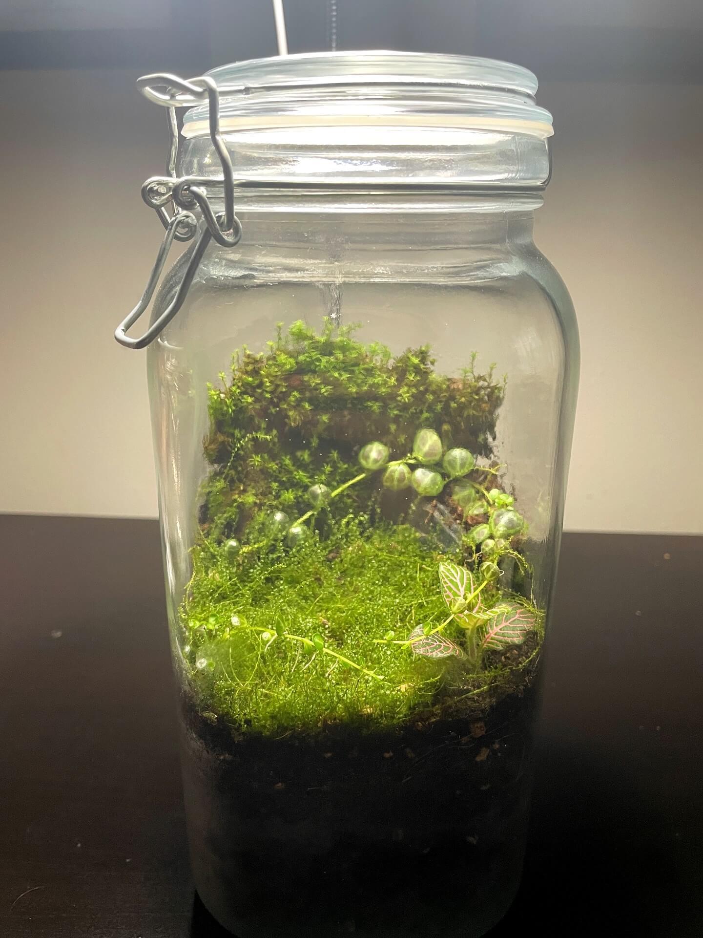 terrarium-airtight-rubber gasket-lid