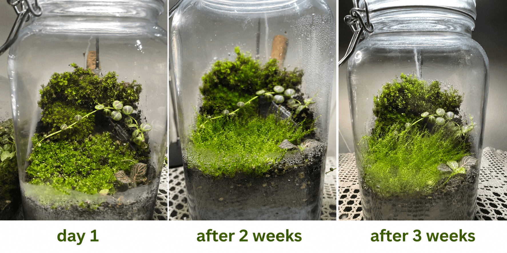 moss-terrarium-growth-timeline-day-1-to-week-3 2