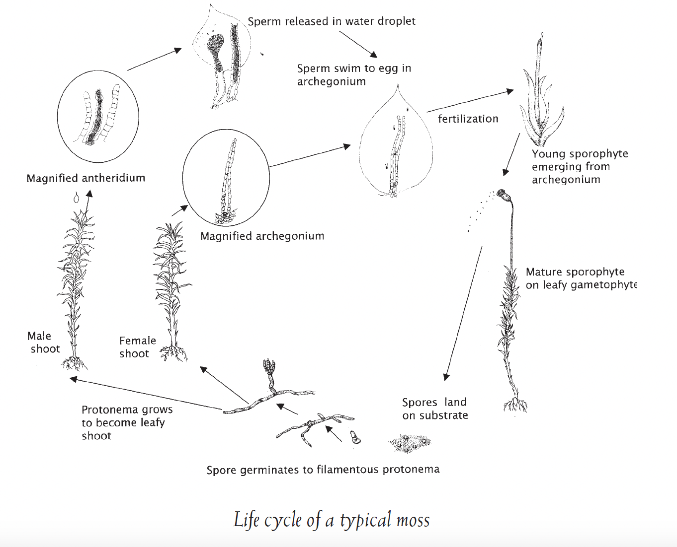 Life-cycle-of-a-typical-moss