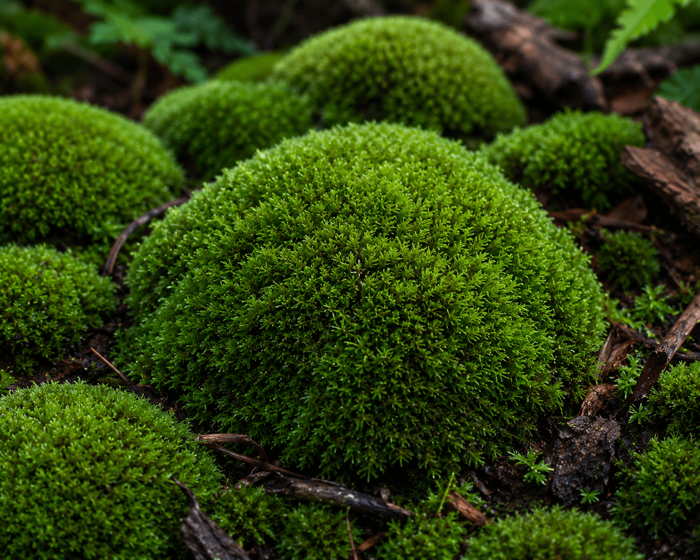 cushion-moss