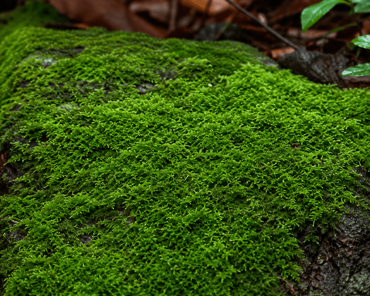 sheet-moss