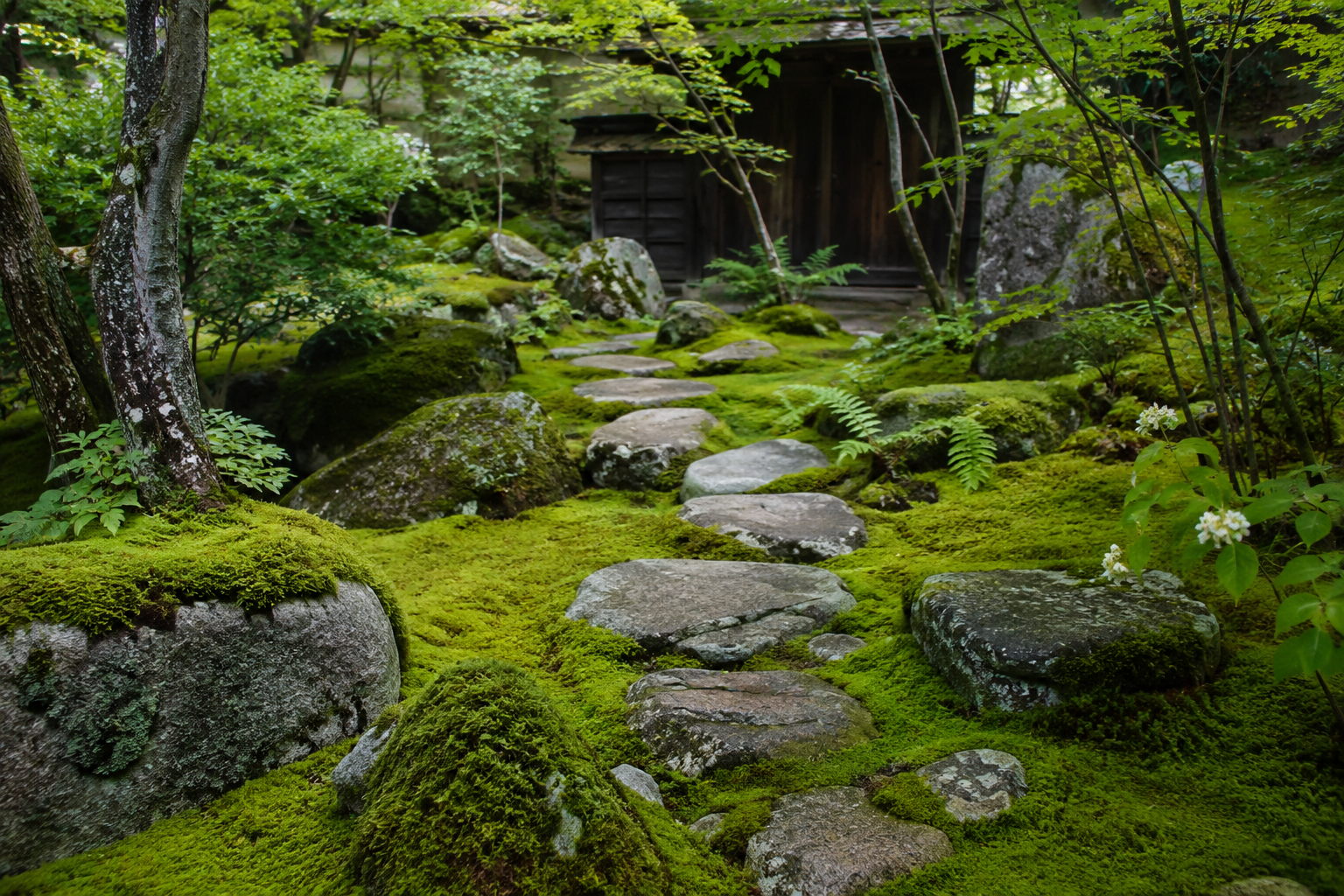 Japanese-inspired-moss-landscape-with-stone-and-woodland-plants