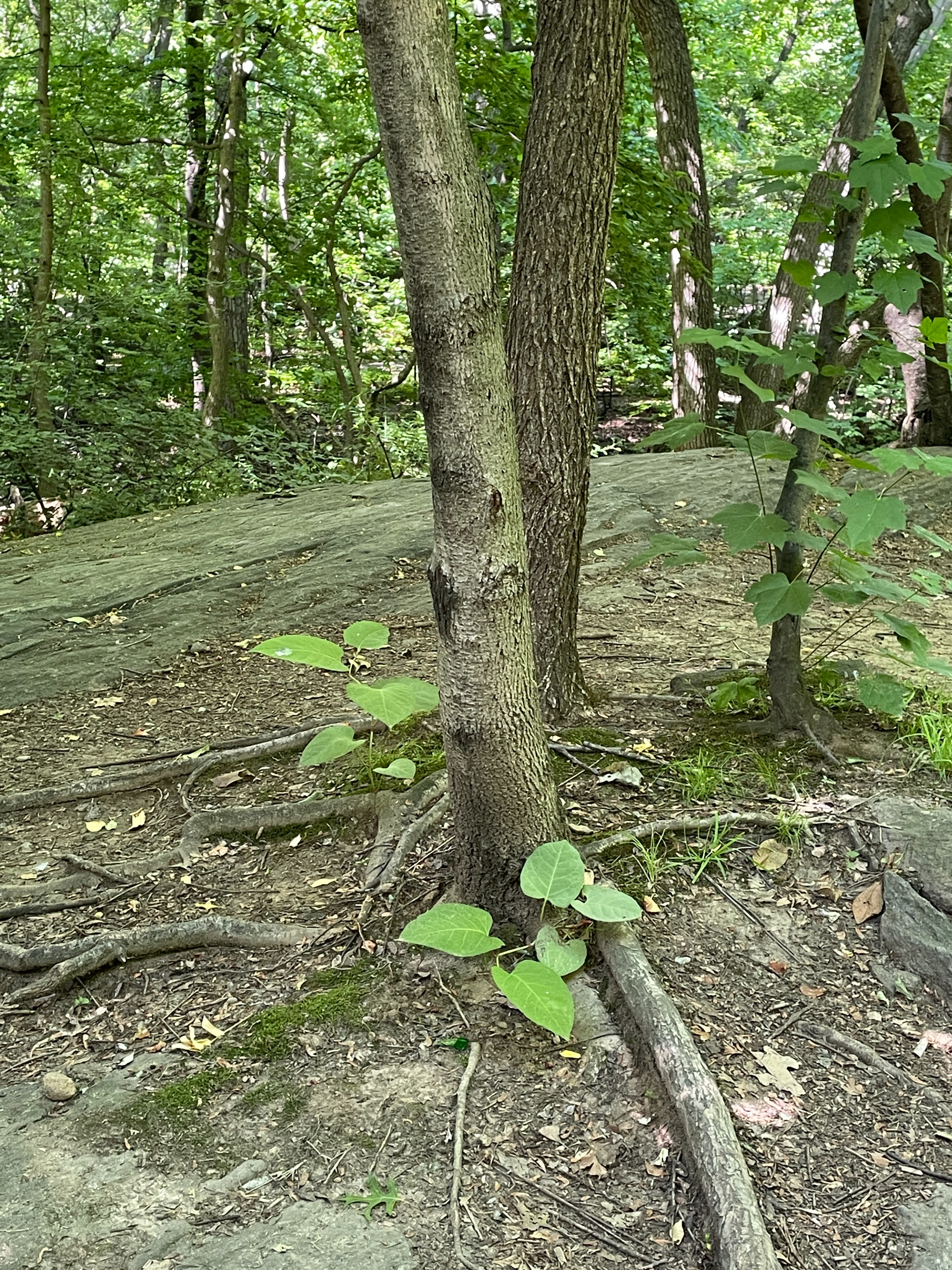 Moss growing along exposed tree roots and rock surfaces in the Ramble, Central Park, New York City.