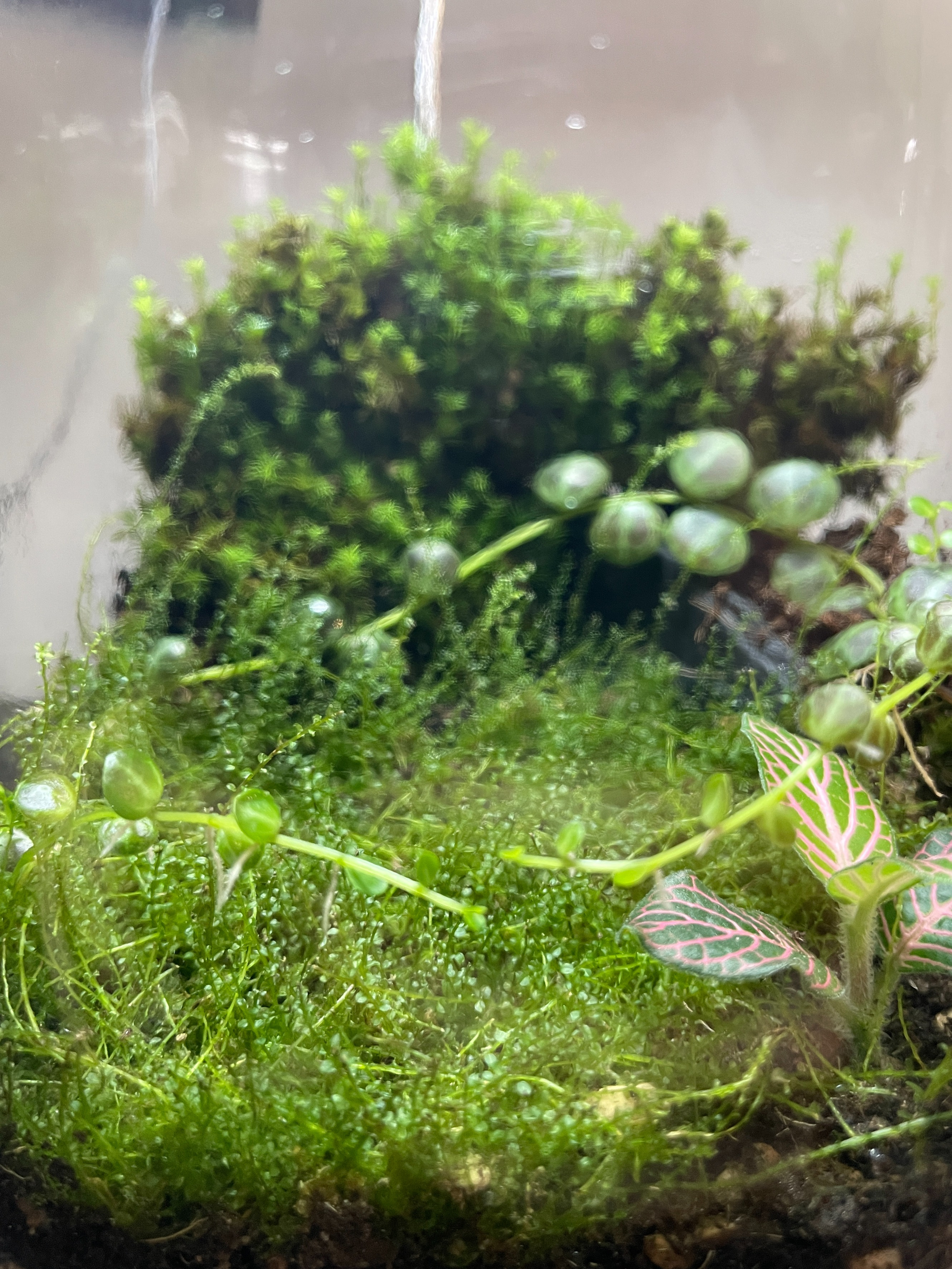 Handcrafted-moss-terrarium-inspired-by-forest-ecosystems