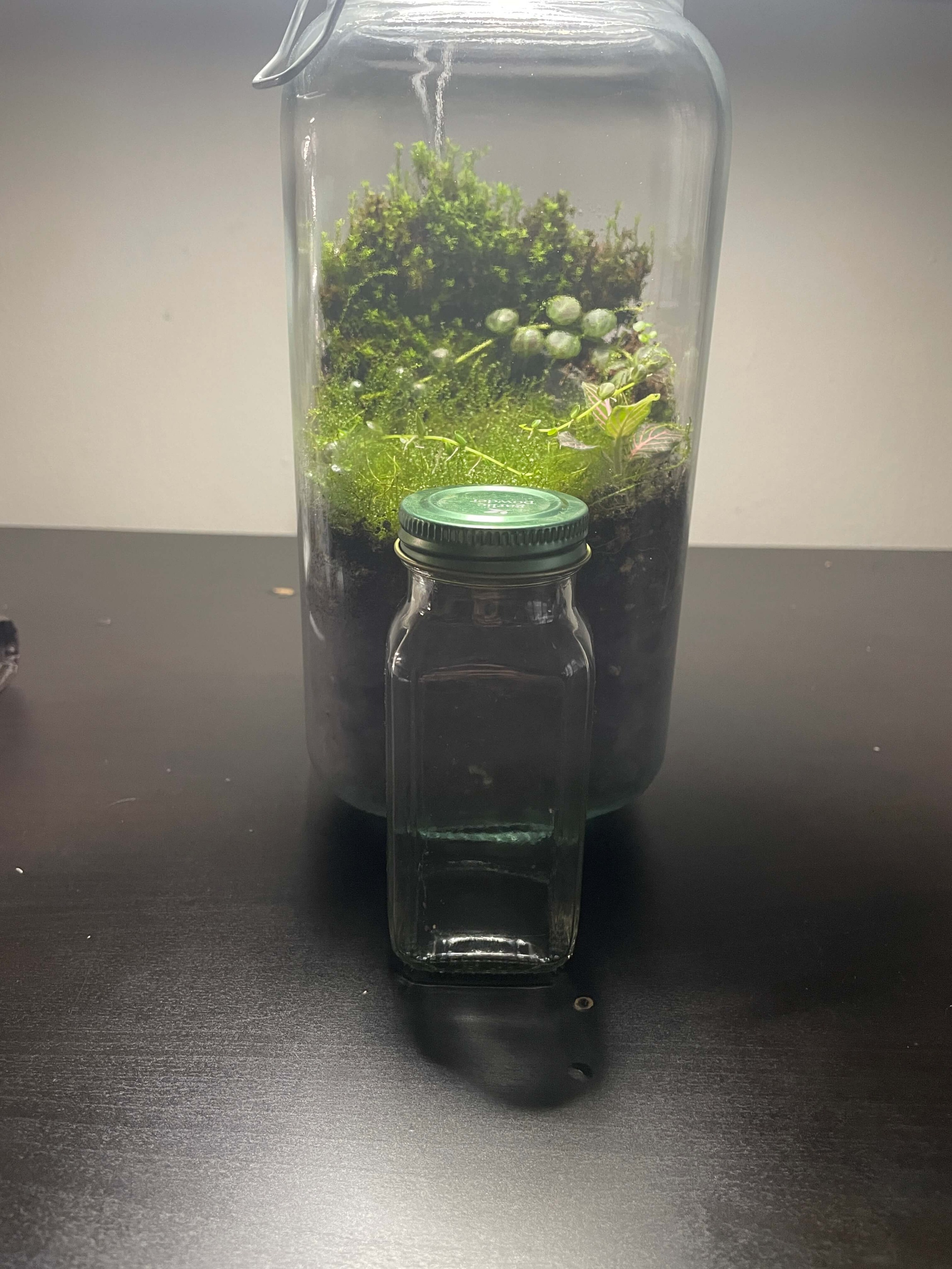 terrarium-metal-lid