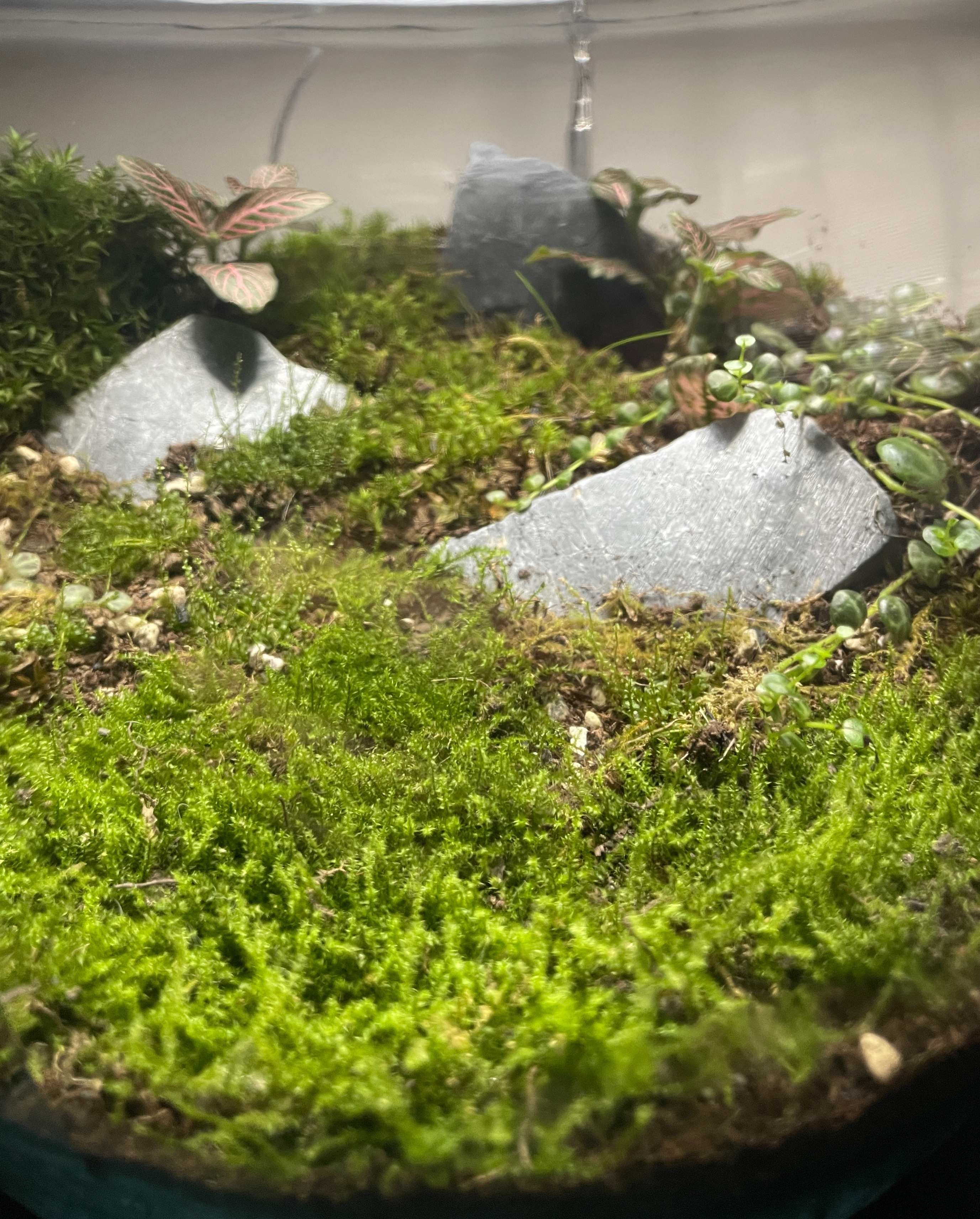 Close-up-view-of-moss-leaves-showing-intricate-structure