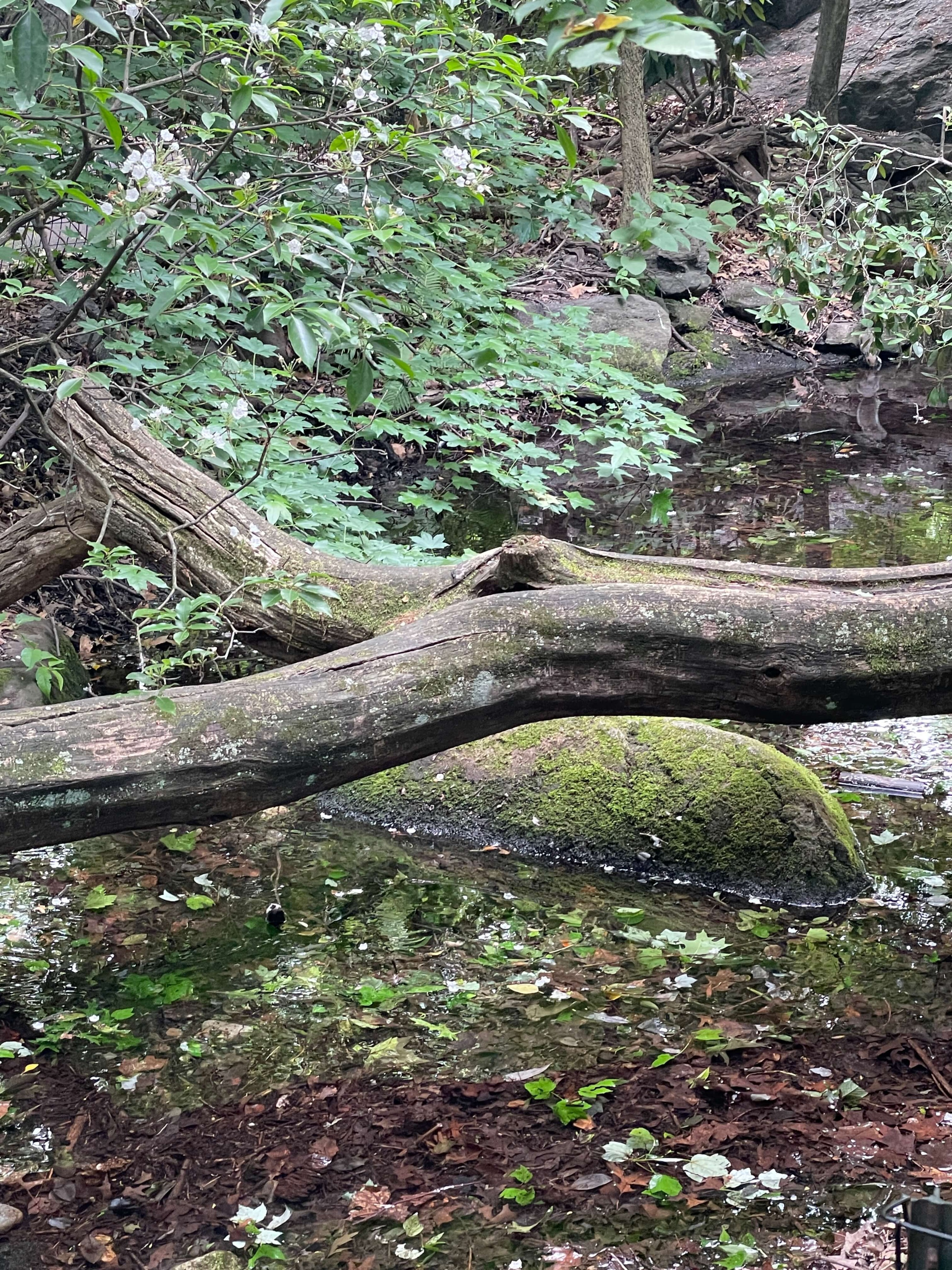moss-covered rock in the Ramble, Central Park, Manhattan
