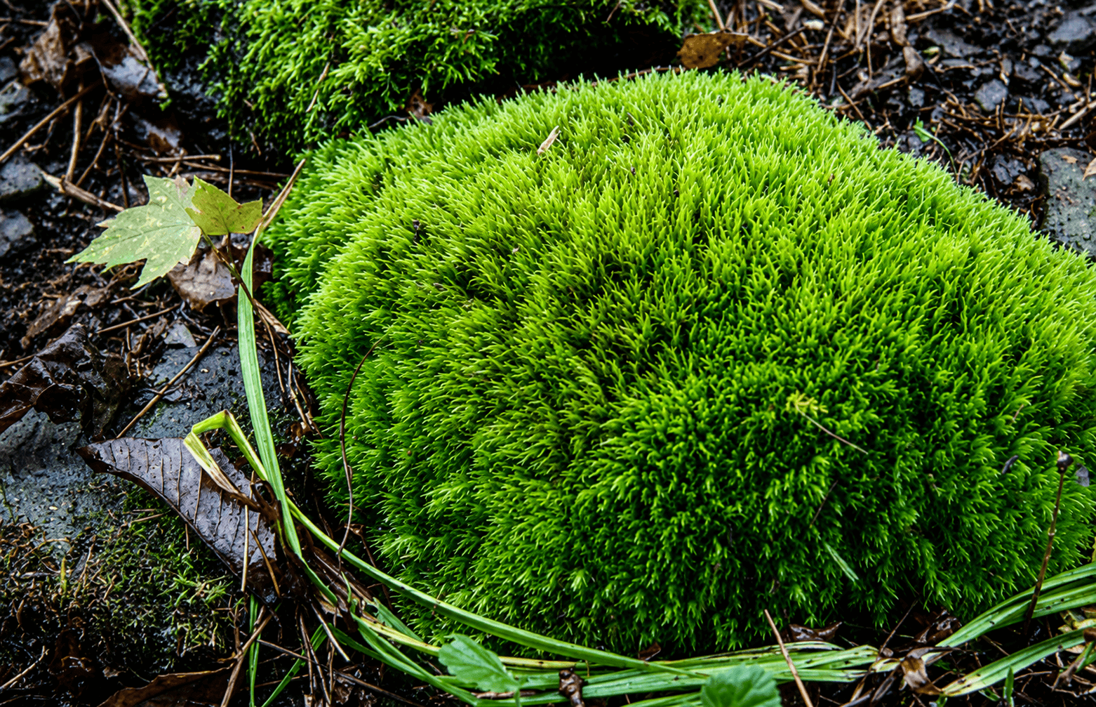 rock cap moss
